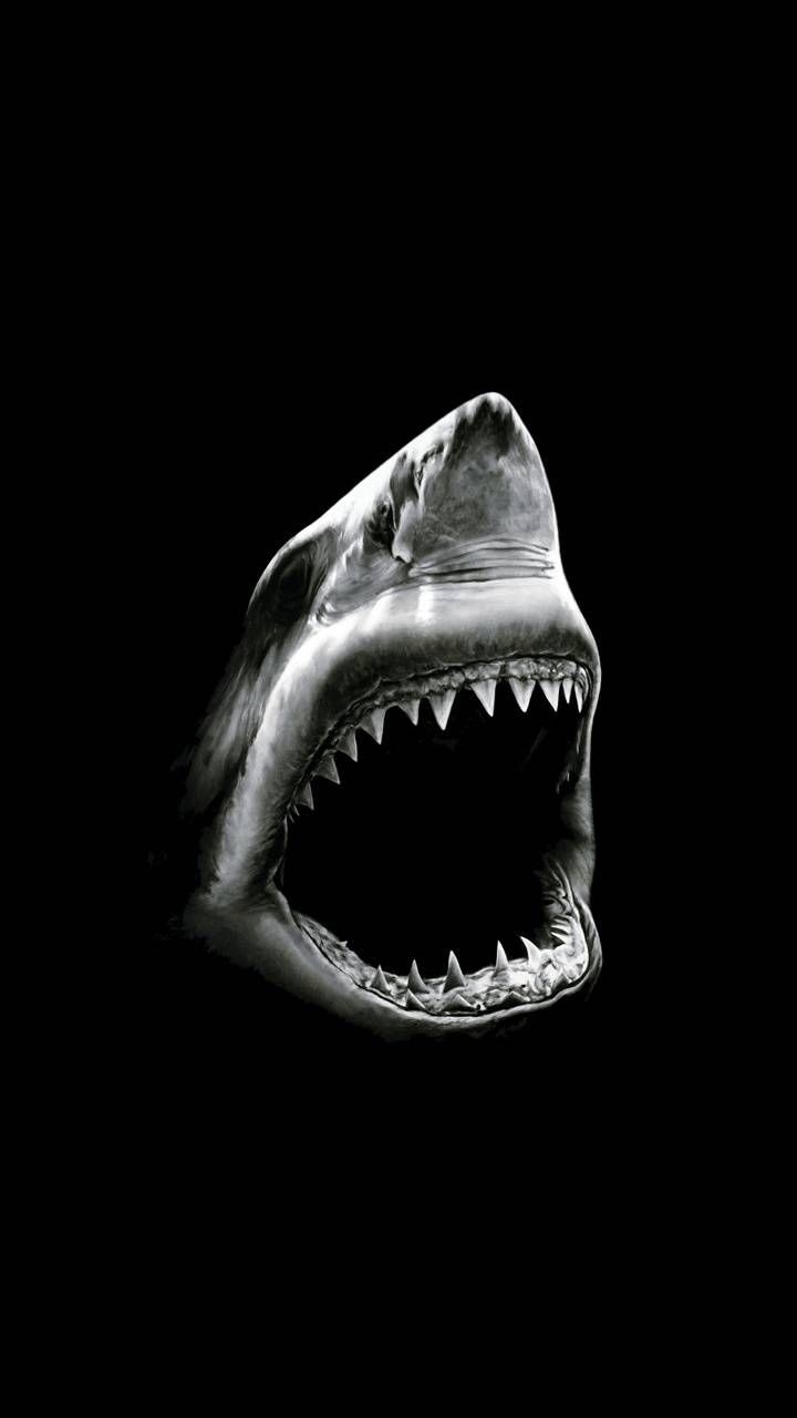 requin