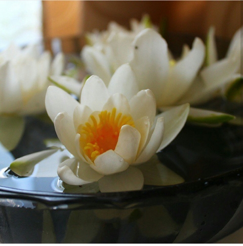 Цветы. Flowers
