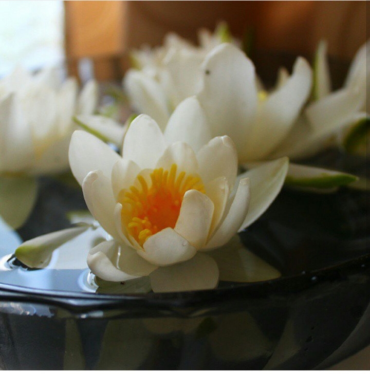 Цветы. Flowers