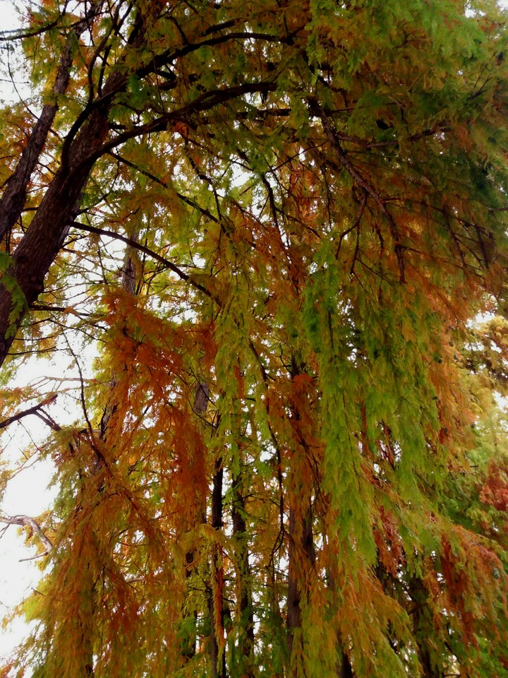 the color of autumn