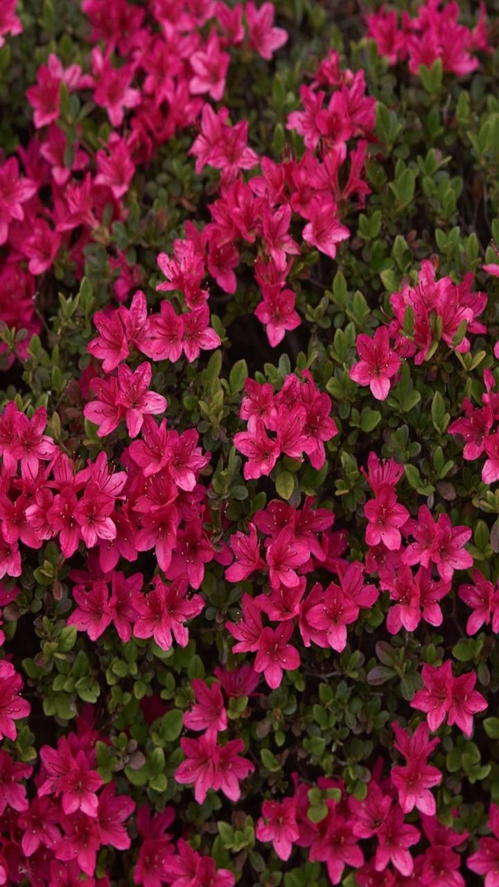Beautiful Pink Flowers