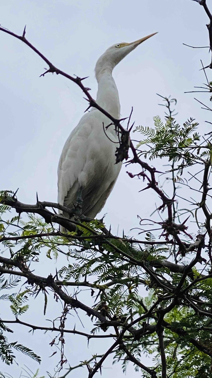 white crane bird