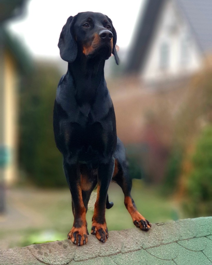 Vane