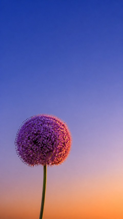 purple, wildflower duvar kağıtları