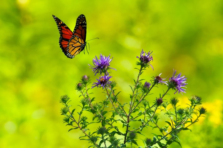 [Video Wallpaper] Butterfly