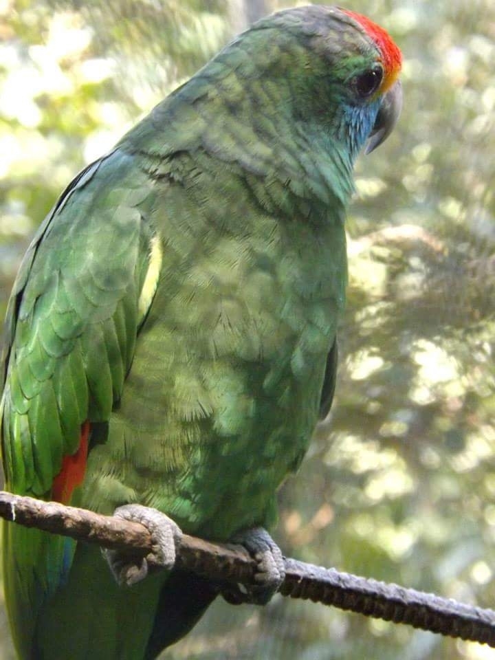 Santa Teresa  - ES, Brasil