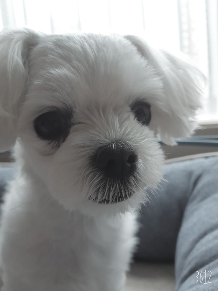 강아지