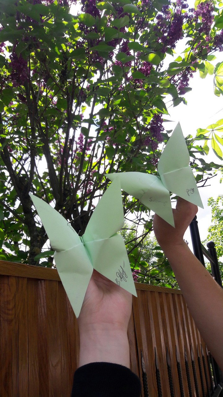 Butterfly