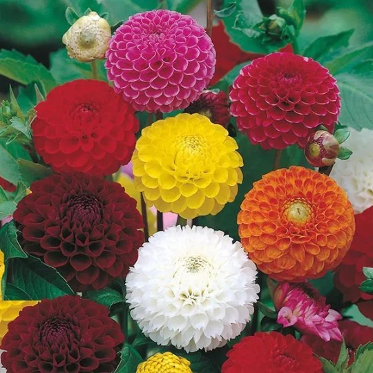 flor