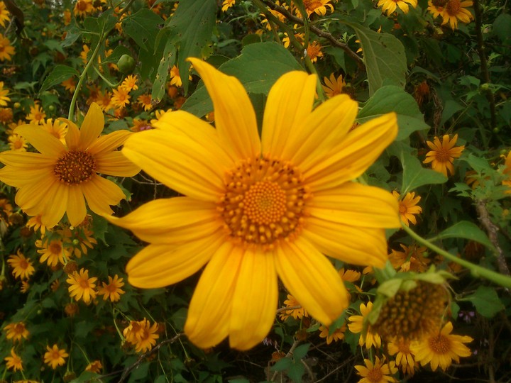 Little Suns on Earth