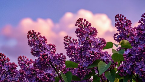 papéis de parede wildflower, flower