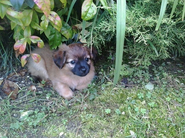My dog