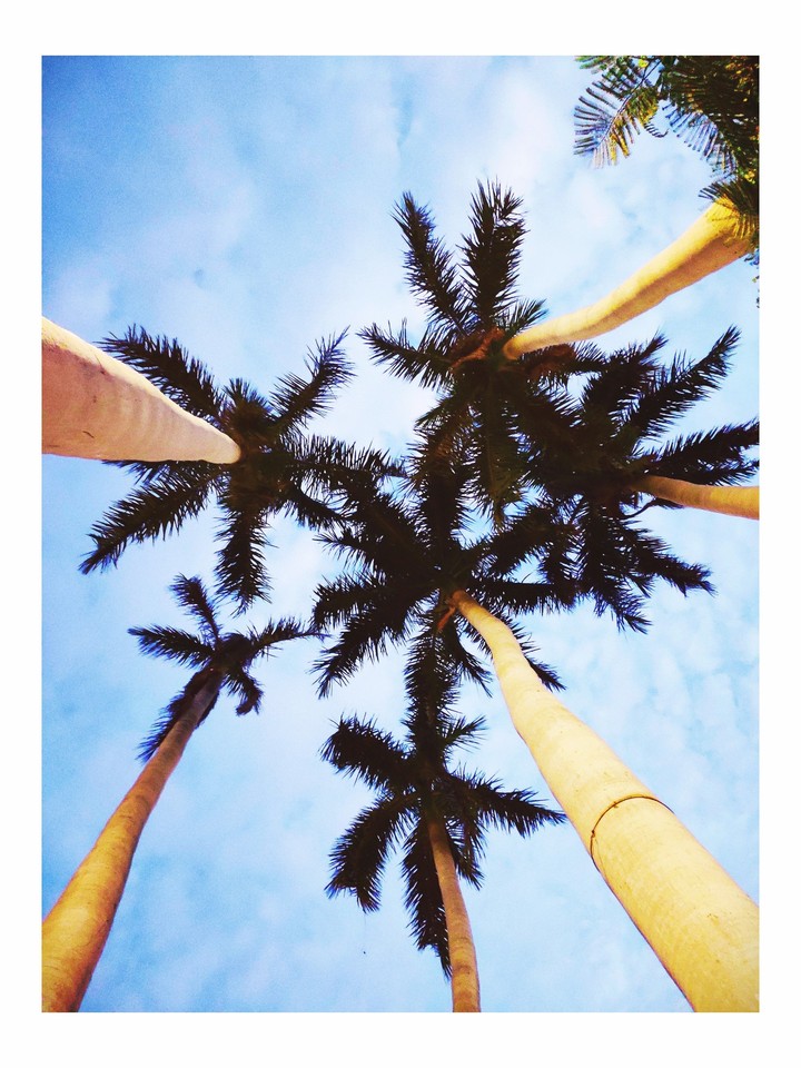 Trees