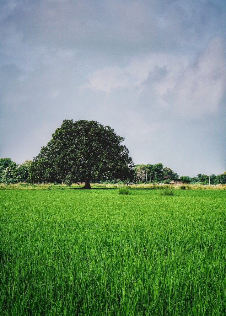 Green Crops