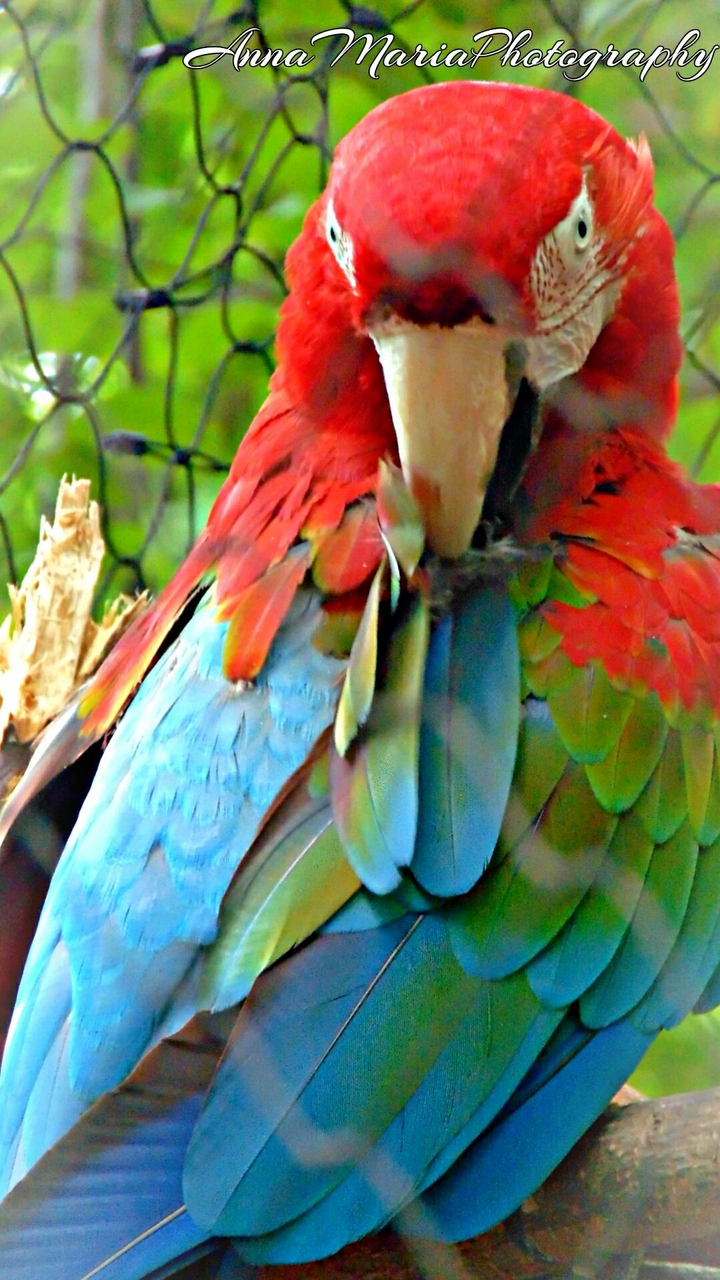 Pretty Bird