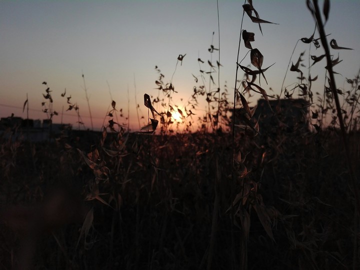 nature