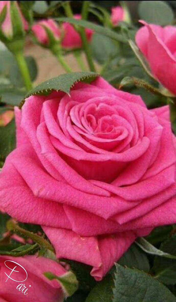 Beautiful pink rose