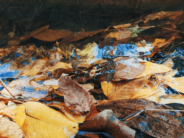 leaves.....fall