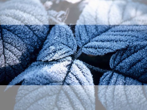 leaf in hoarfrost