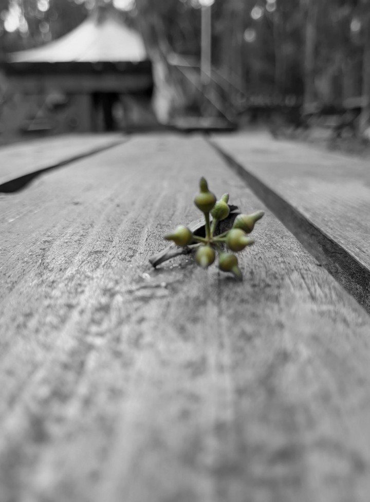 the lil things