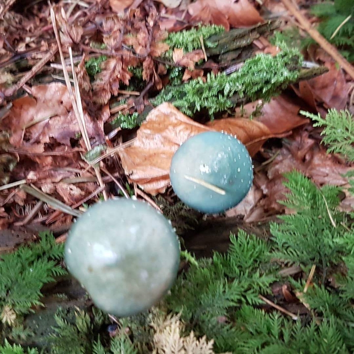 #Mushroom