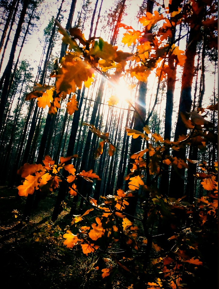 autumn