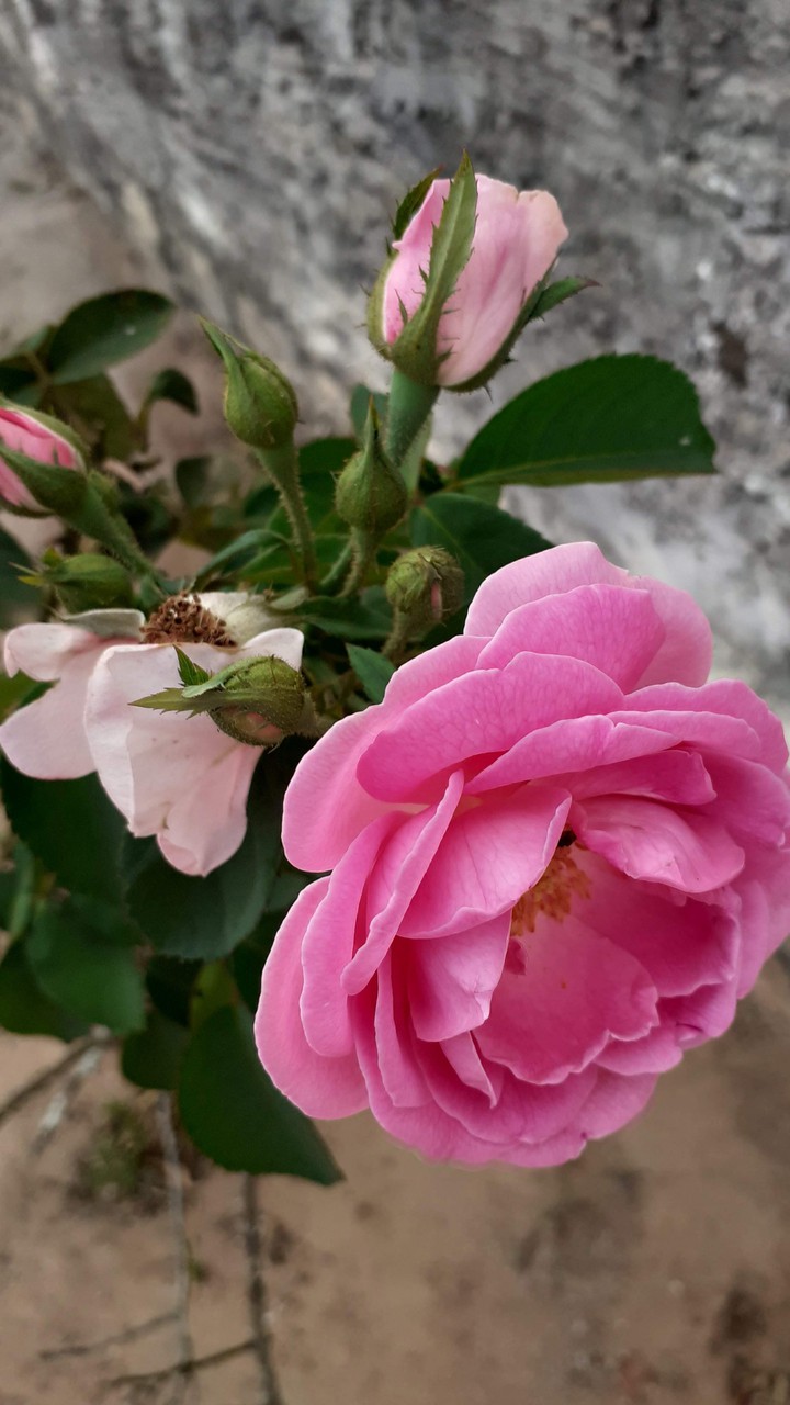 Rosa