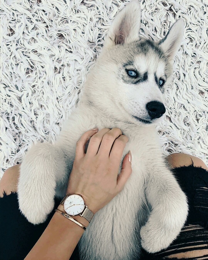 His name is puppy