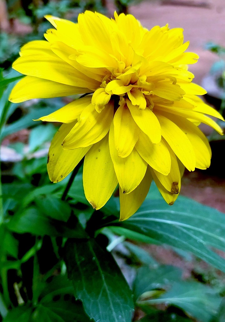 flower lover