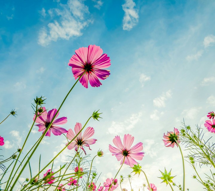 fleur