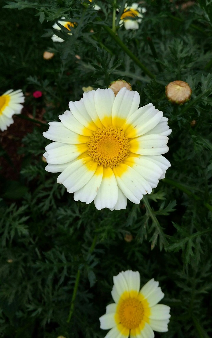 not idea flower