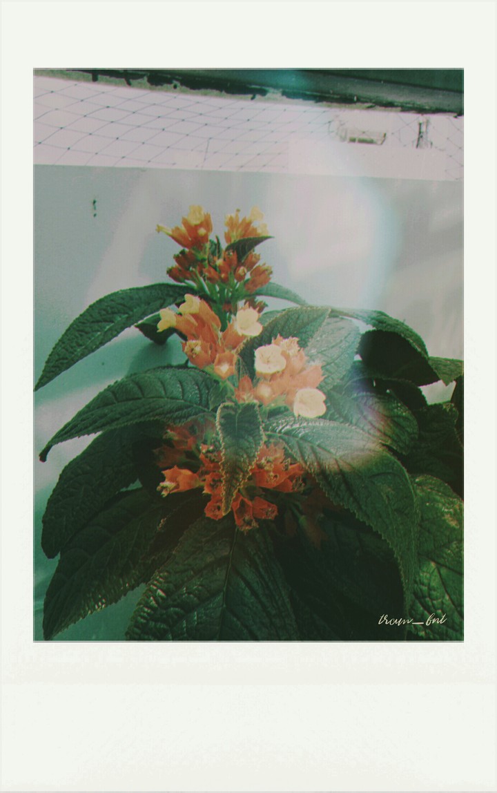 Unknow
