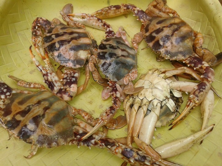 collection of crab
