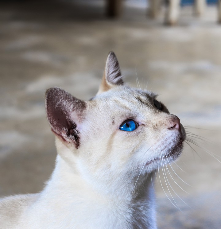 Kitty