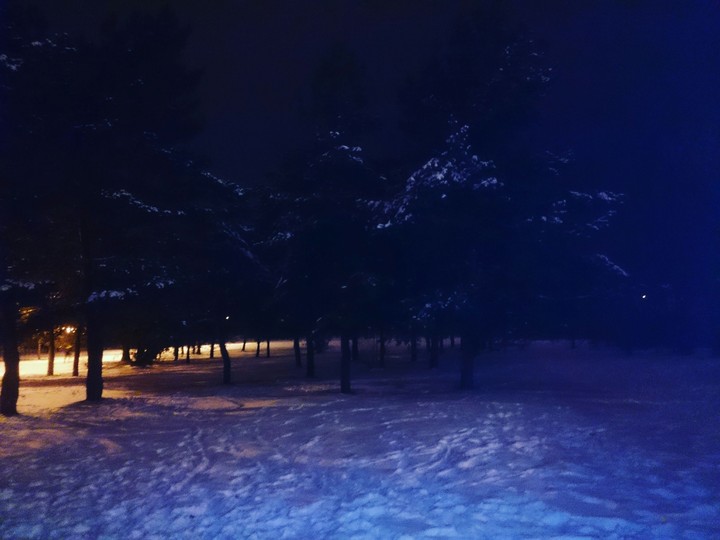 snowy forest
