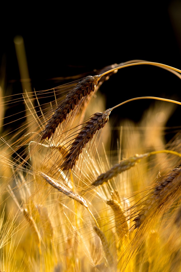 corn