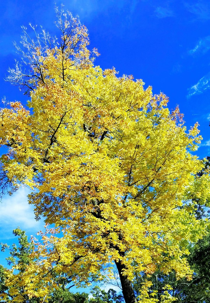 yellow_goldleaves