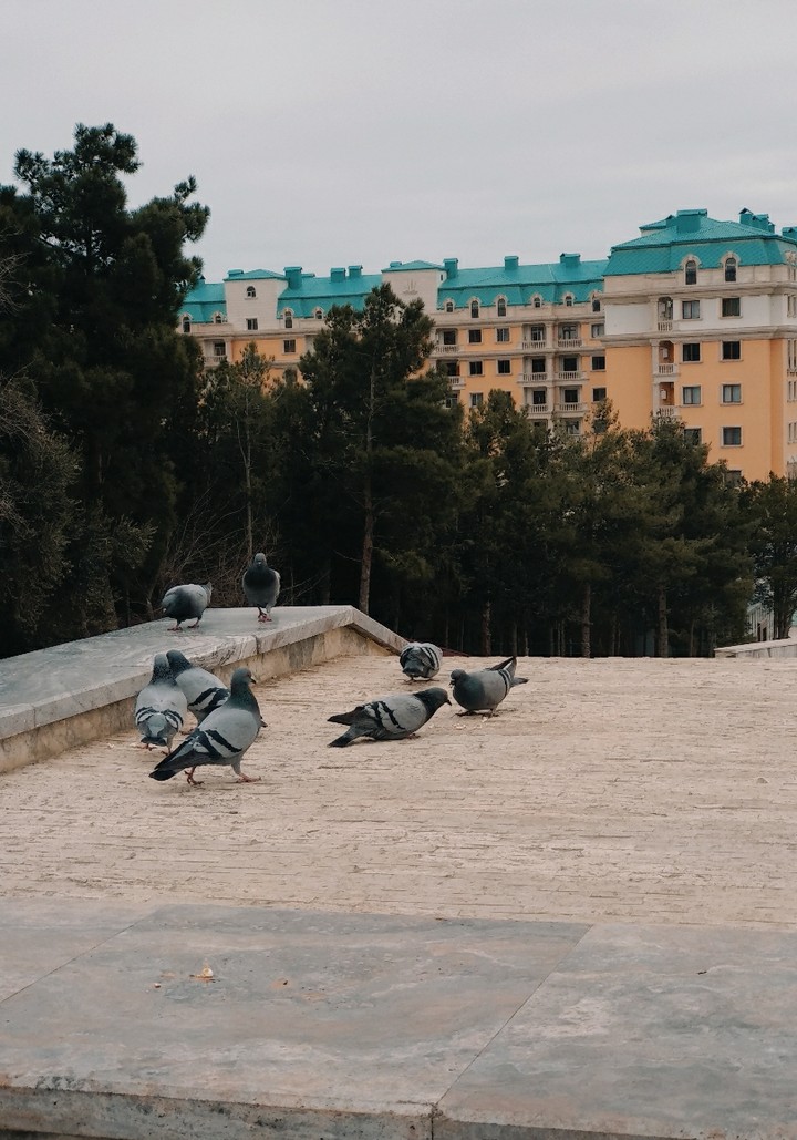 Beatiful Pigeons