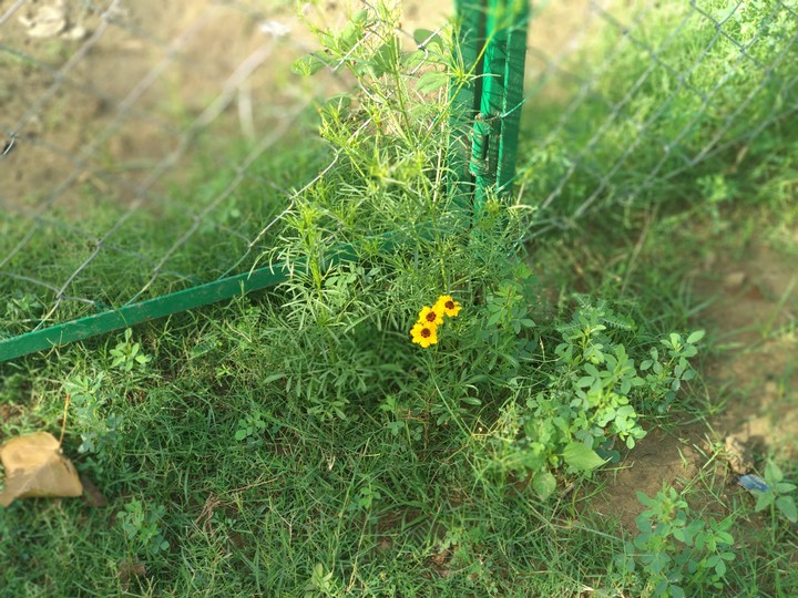 sunflowers