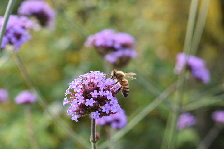 Bee!