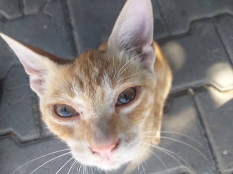 fondos de pantalla whiskers, felidae