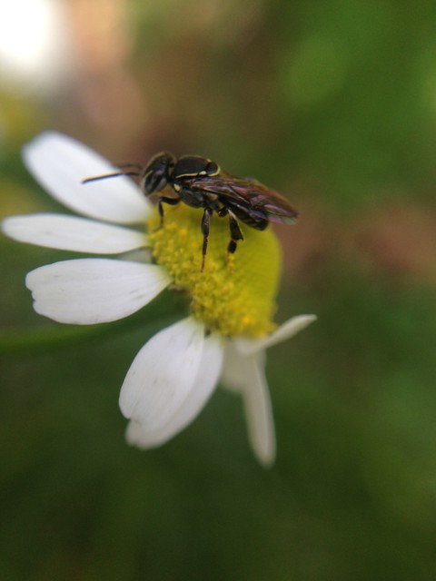 white flower