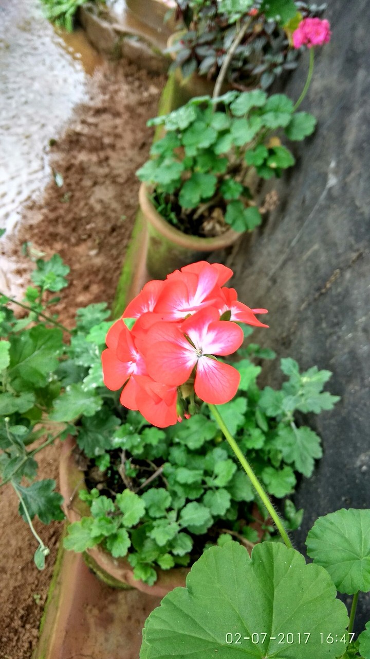 flower