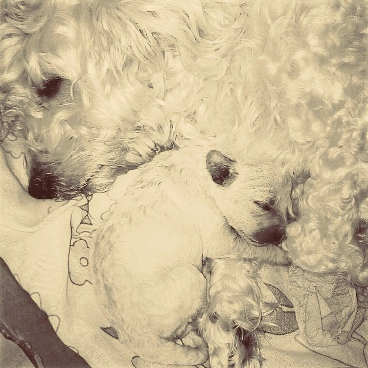 dogs