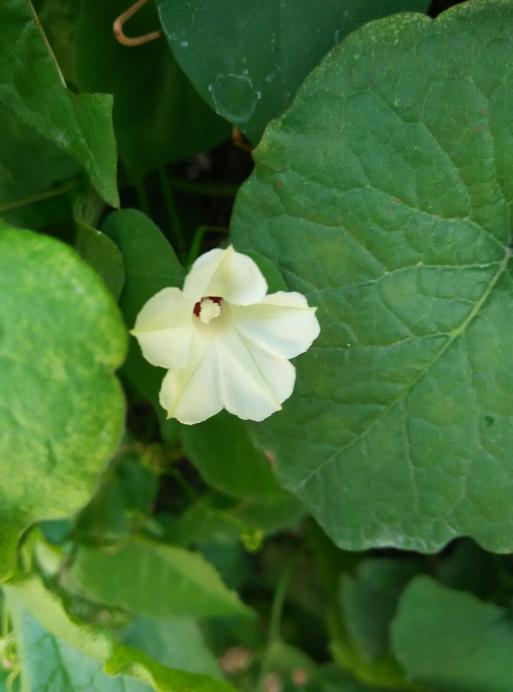 white flower