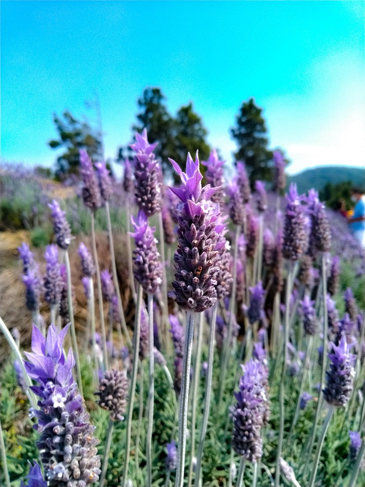 Lavender Field