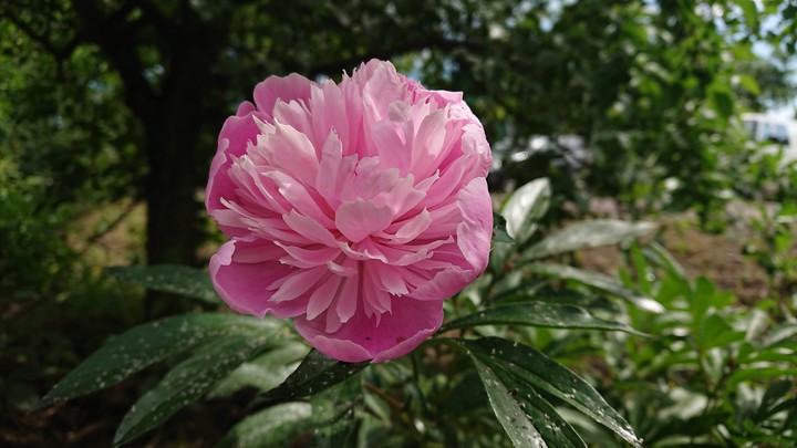 Pink peony