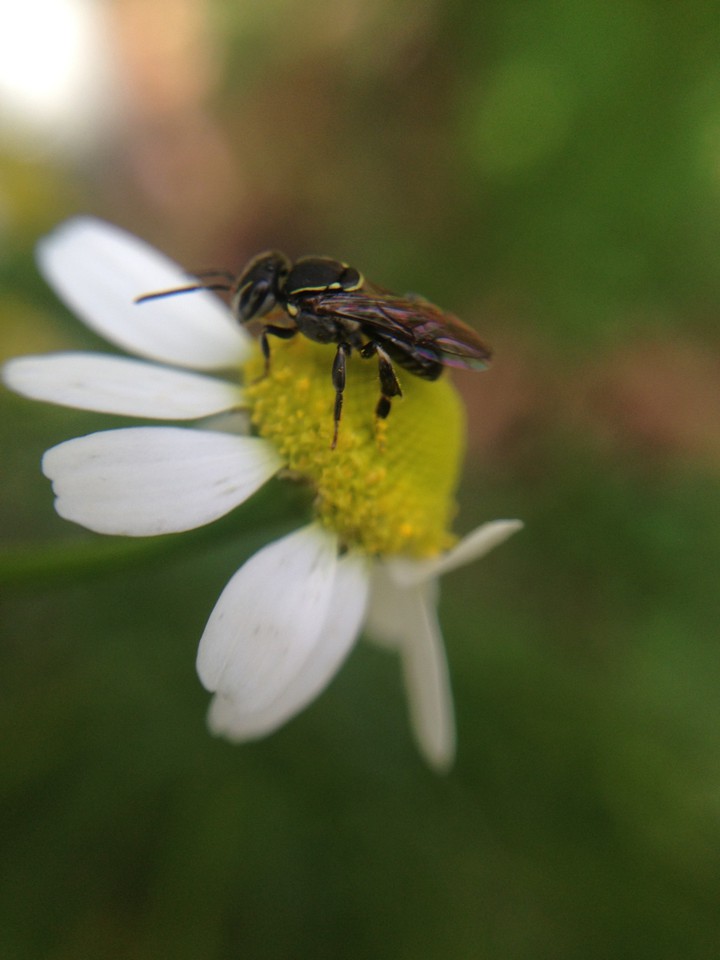 white flower