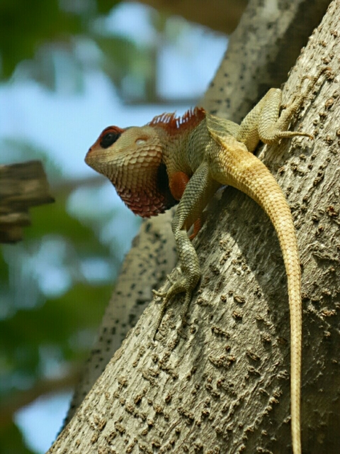 Chameleon reptile