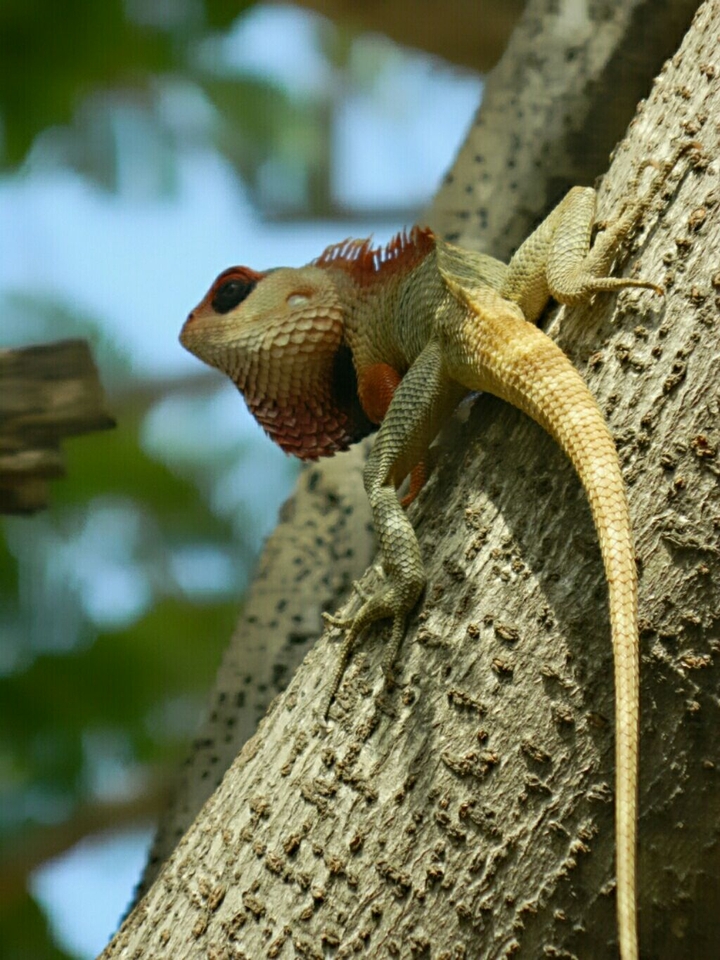 Chameleon reptile